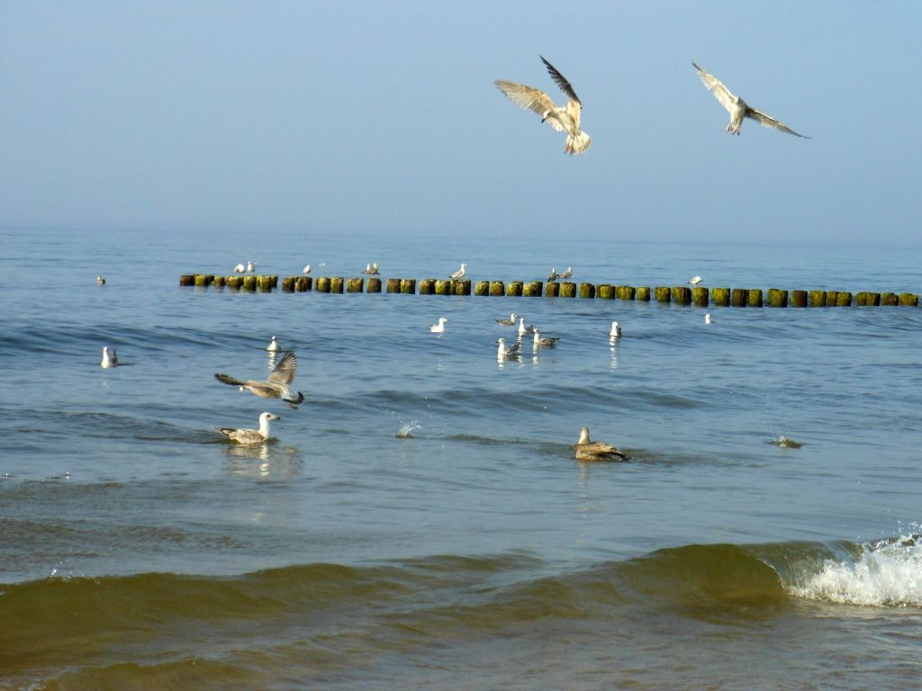 Ostsee-Möwen