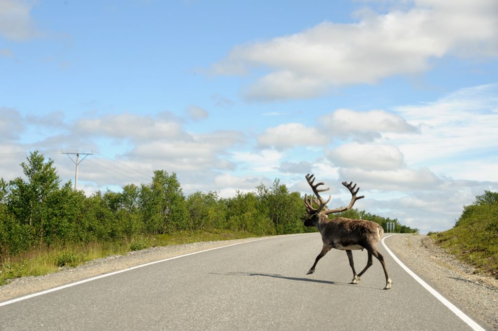 Finnland Rentier